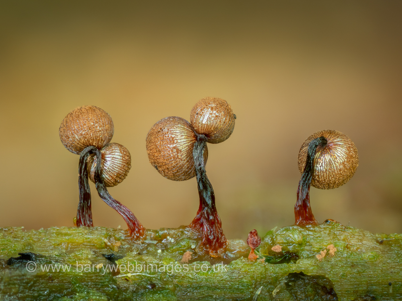 Photo © Barry Webb Cribraria mirabilis by Barry Webb